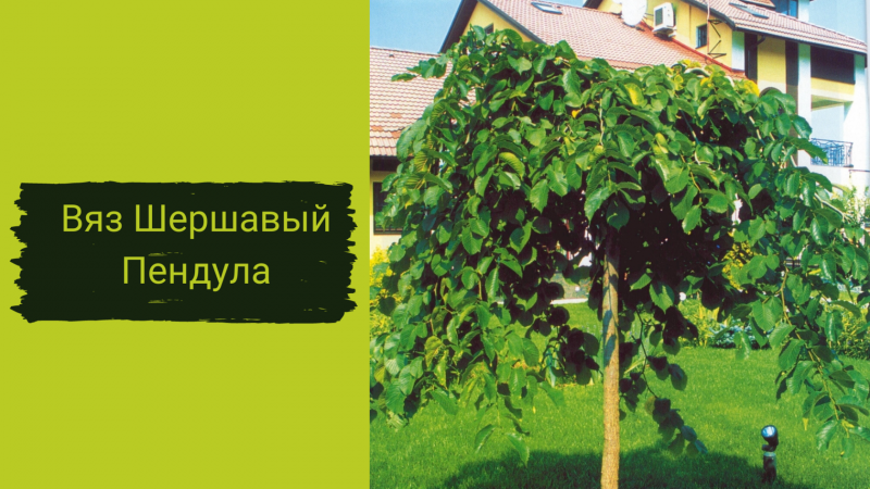 Вяз шершавый Пендула