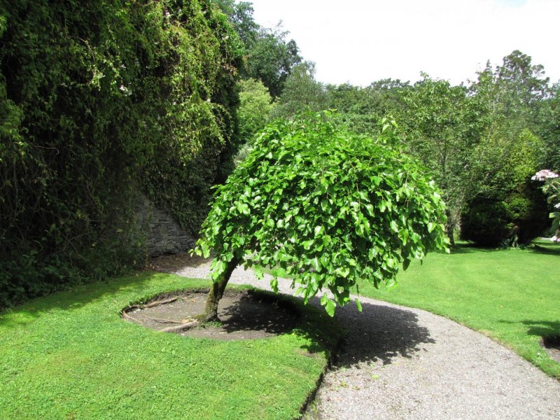 Шелковица Morus Alba pendula