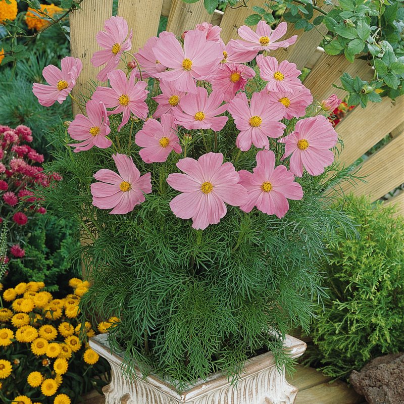Cosmos bipinnatus Cav. Космея дваждыперистая