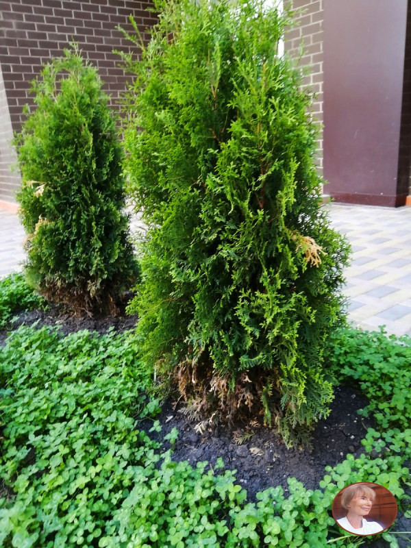 Туя Западная occidentalis
