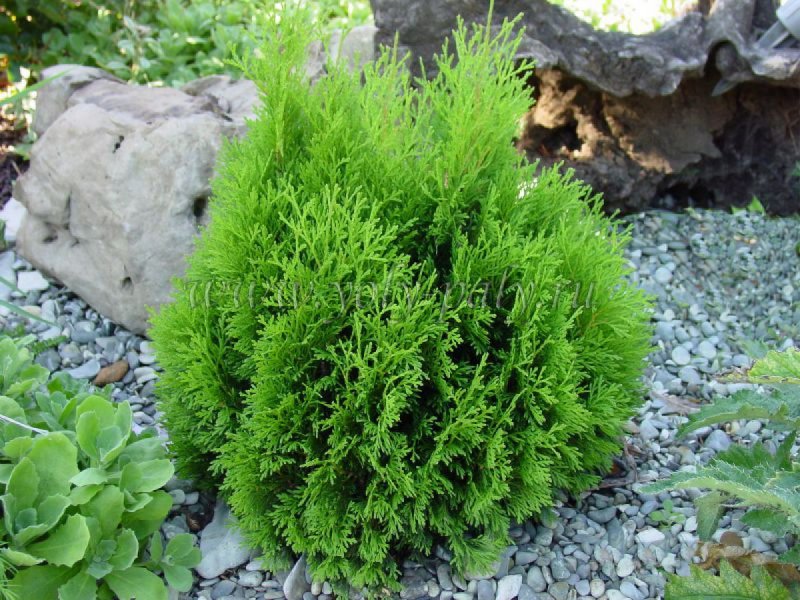 Туя Thuja occidentalis Miky