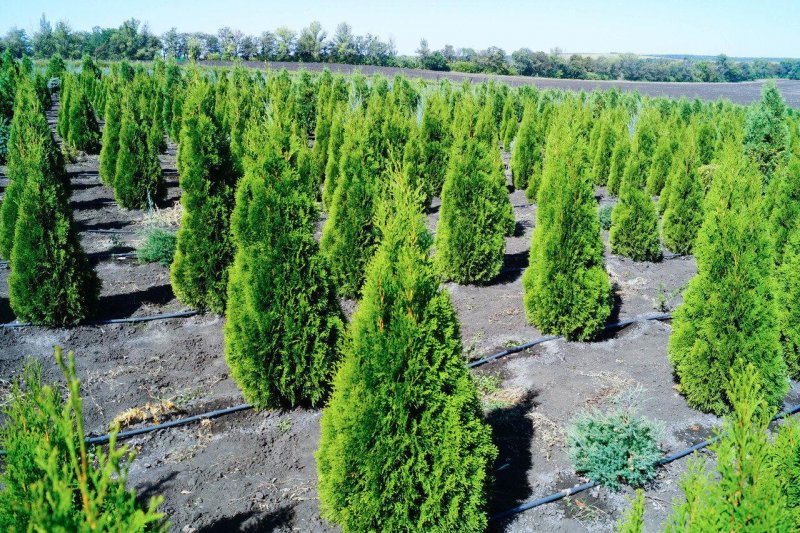 Thuja occidentalis Miky туя Западная Мики
