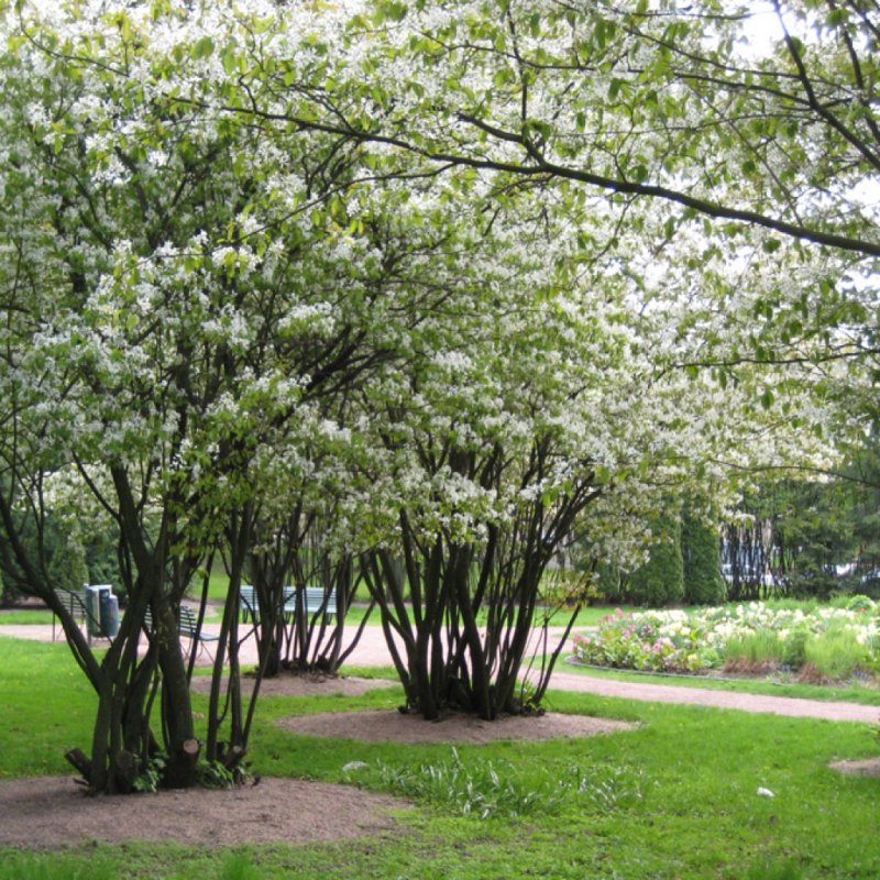 Ирга Ламарка Amelanchier lamarckii в саду