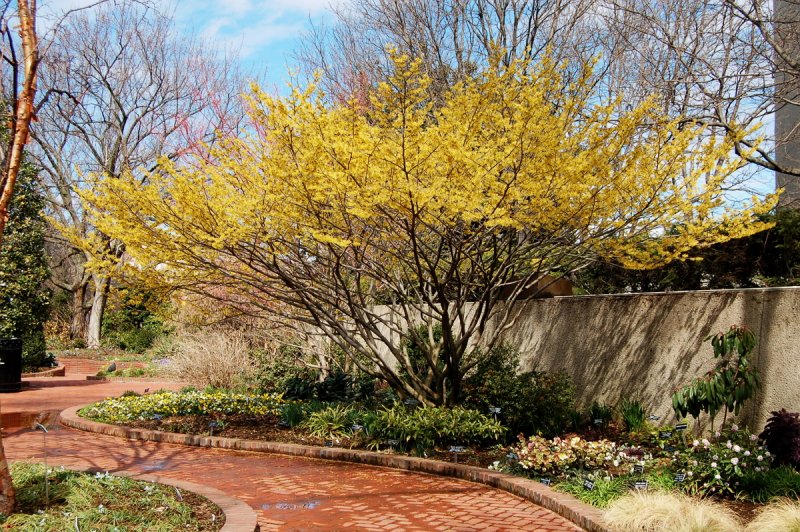 Hamamelis virginiana в саду