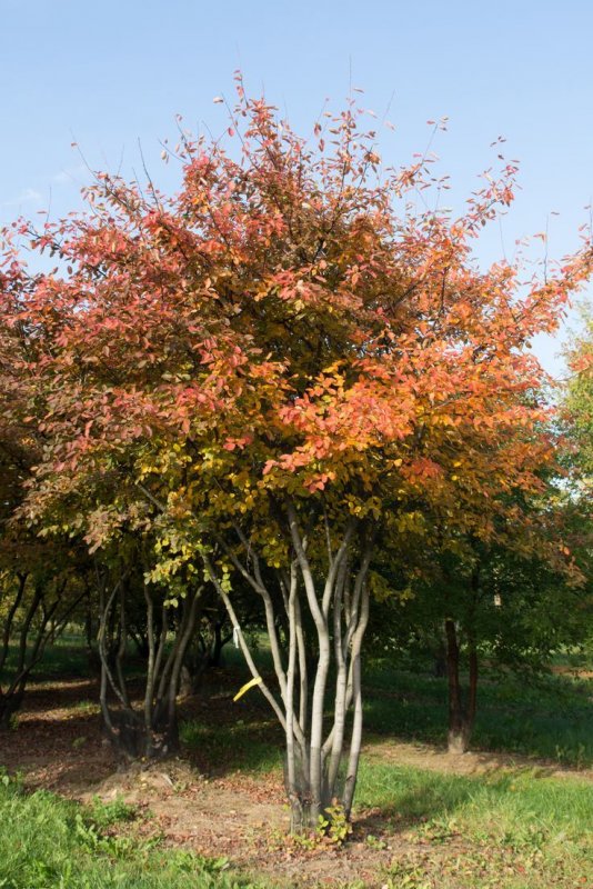 Ирга канадская (Amelanchier canadensis)