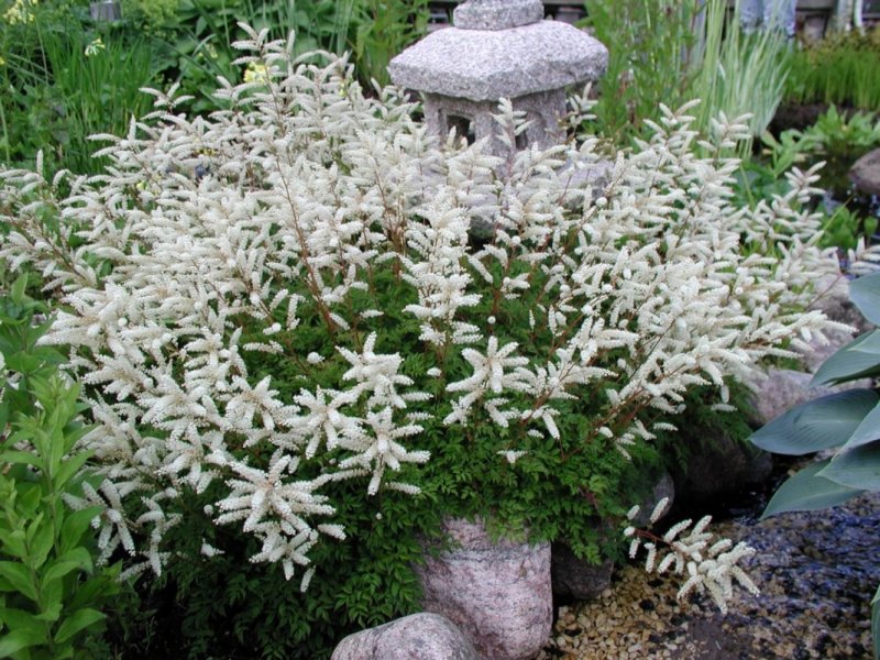 Кустарник Арункус