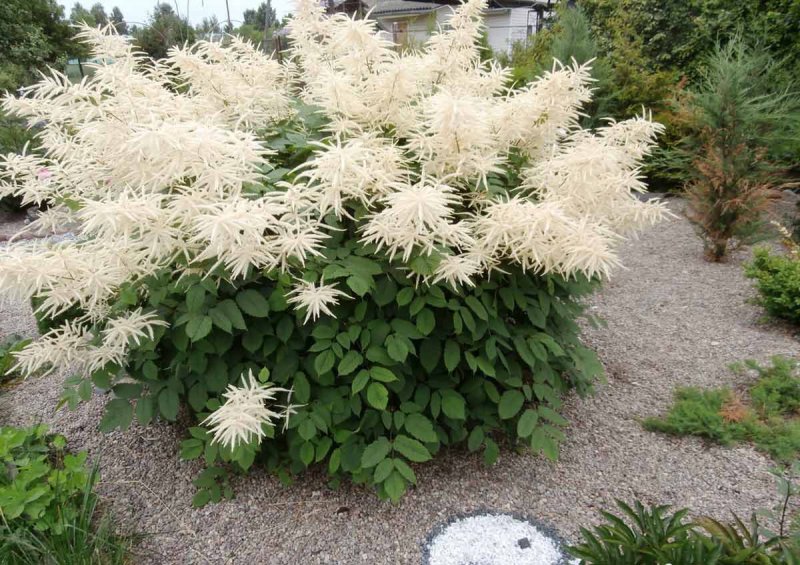 Волжанка двудомная (Aruncus dioicus)