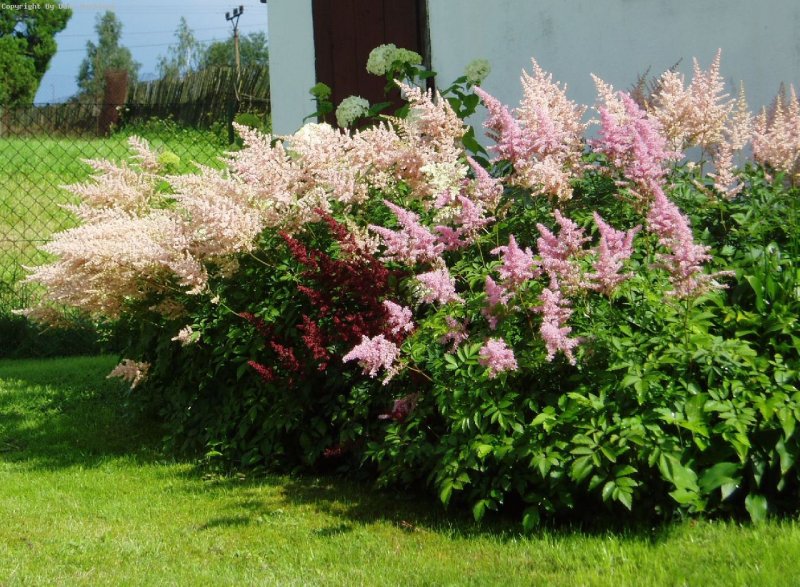 Волжанка обыкновенная (Aruncus dioicus)