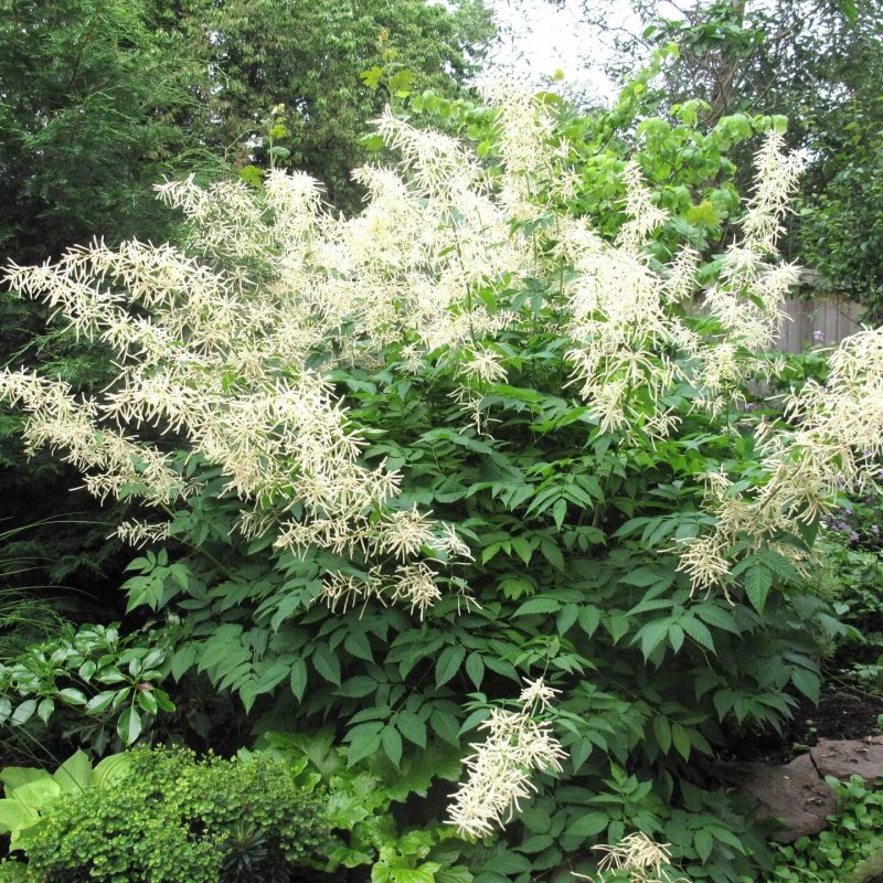 Волжанка китайская (Aruncus sinensis `Zweiweltenkind`)