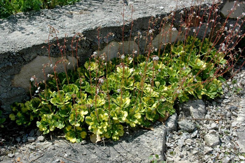 Камнеломка Тенистая "variegata"