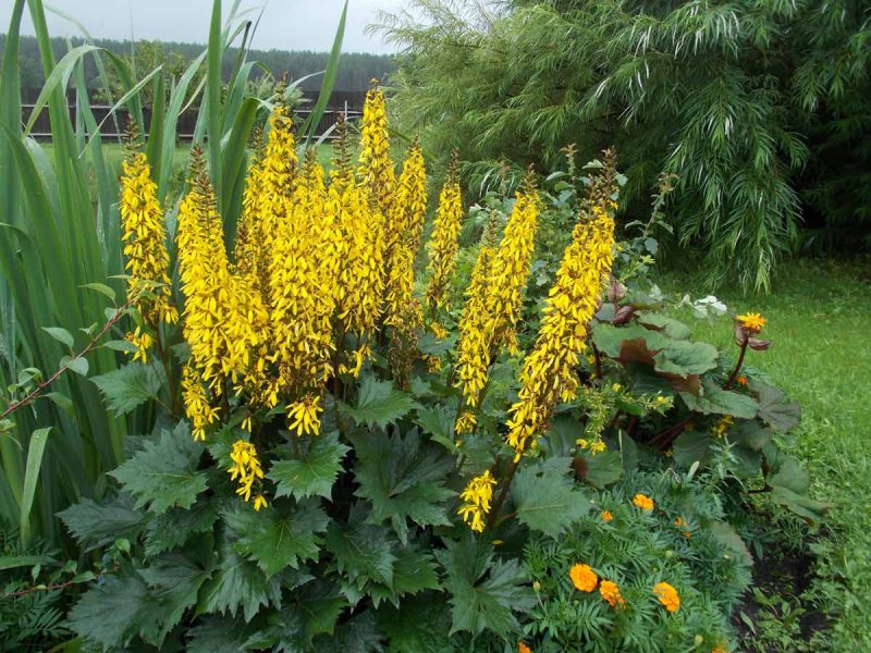 Бузульник Пржевальского Ligularia
