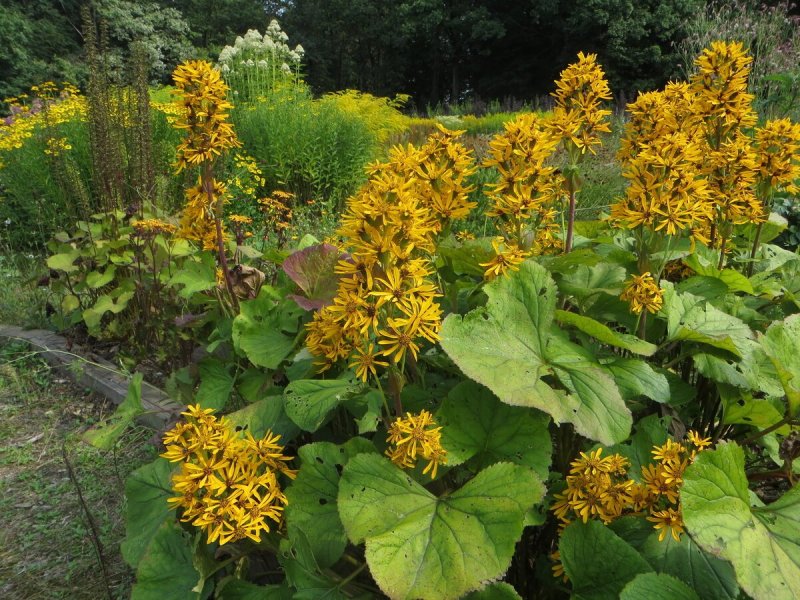Бузульник Пржевальского Ligularia