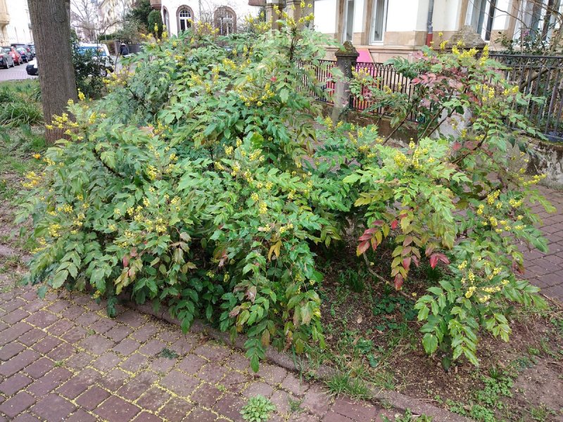 Магония падуболистная кустарник ландшафт