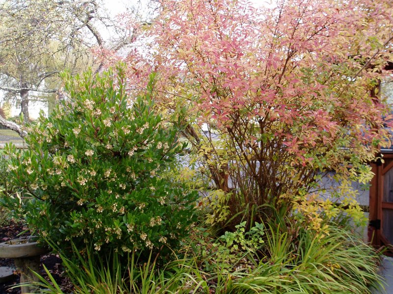 Айва японская (Chaenomeles japonica) в ландшафте