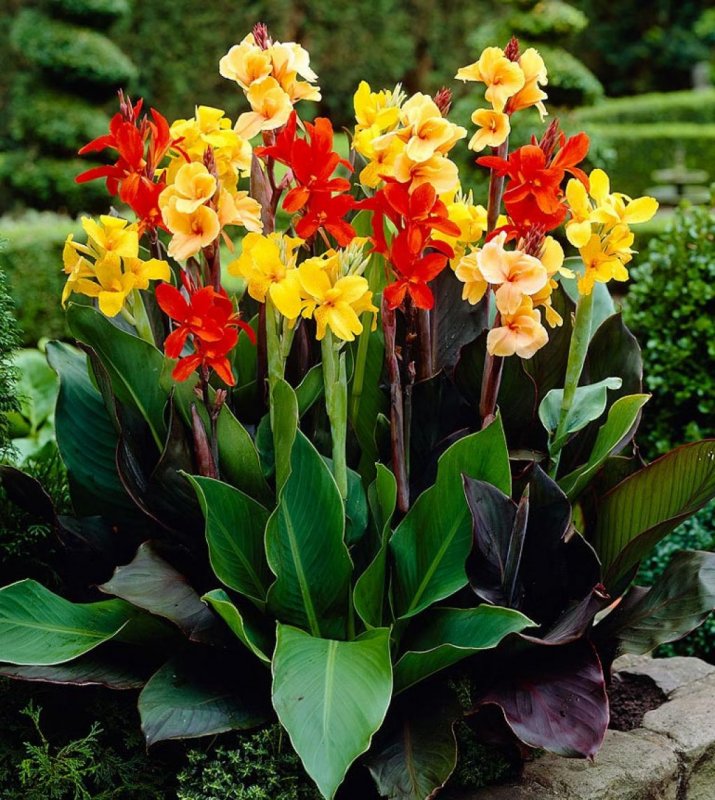 Канна Эмпайр