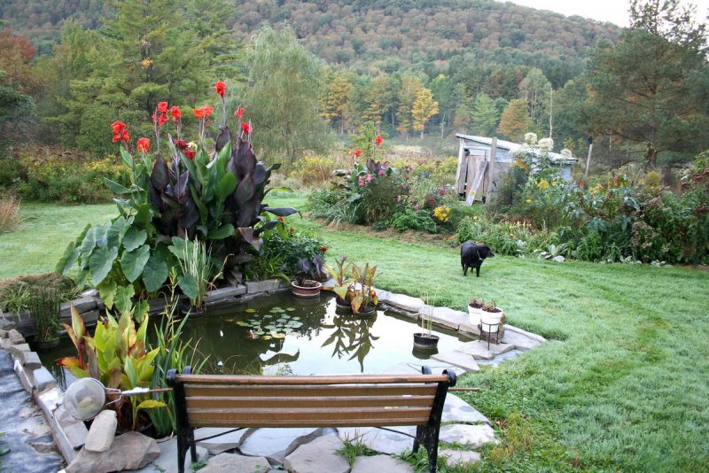 Канна в ландшафтном дизайне