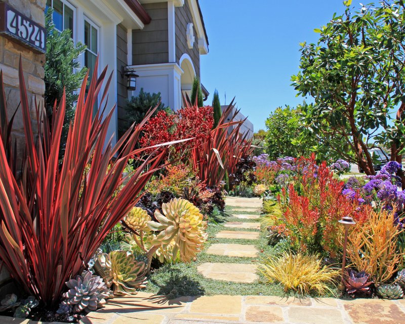 Phormium Sundowner