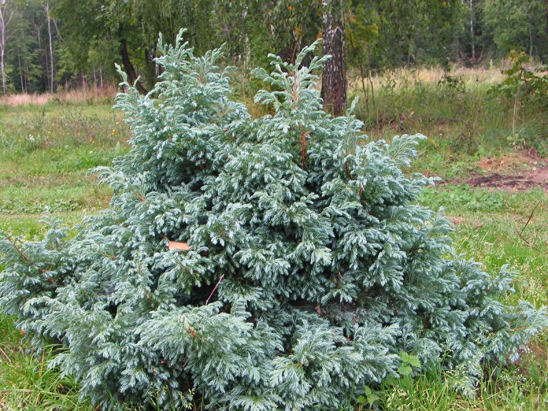 Кипарисовик горохоплодный squarrosa Intermedia