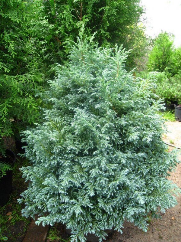 Кипарисовик горохоплодный булевард (Chamaecyparis pisifera Boulevard)