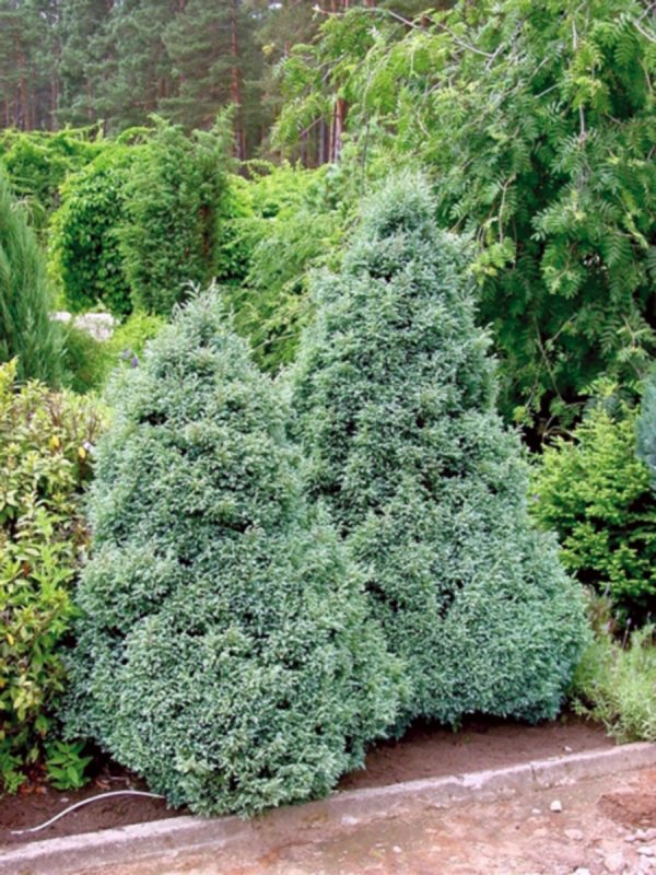 Кипарисовик Chamaecyparis pisifera Boulevard