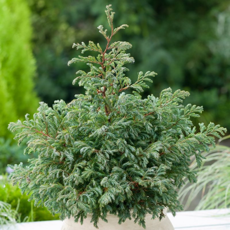 Кипарисовик горохоплодный булевард (Chamaecyparis pisifera Boulevard)