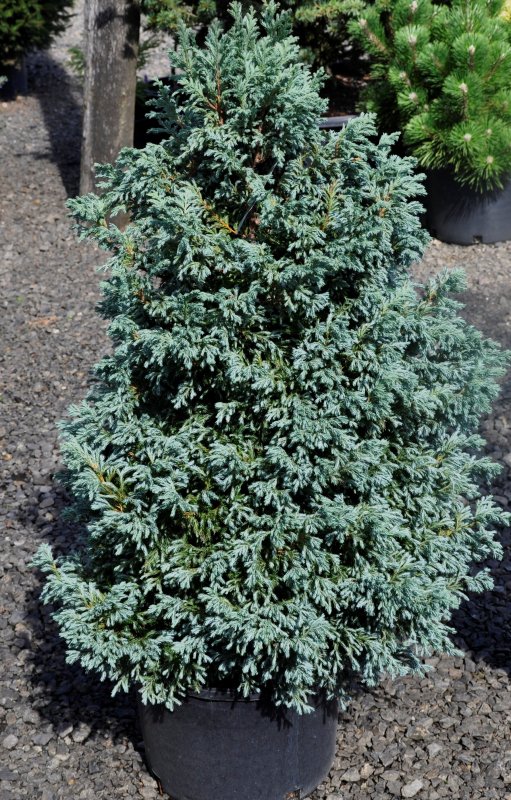Кипарисовик Chamaecyparis pisifera Boulevard