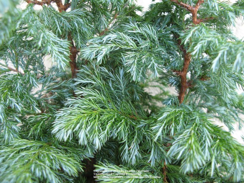 Кипарисовик Боливар
