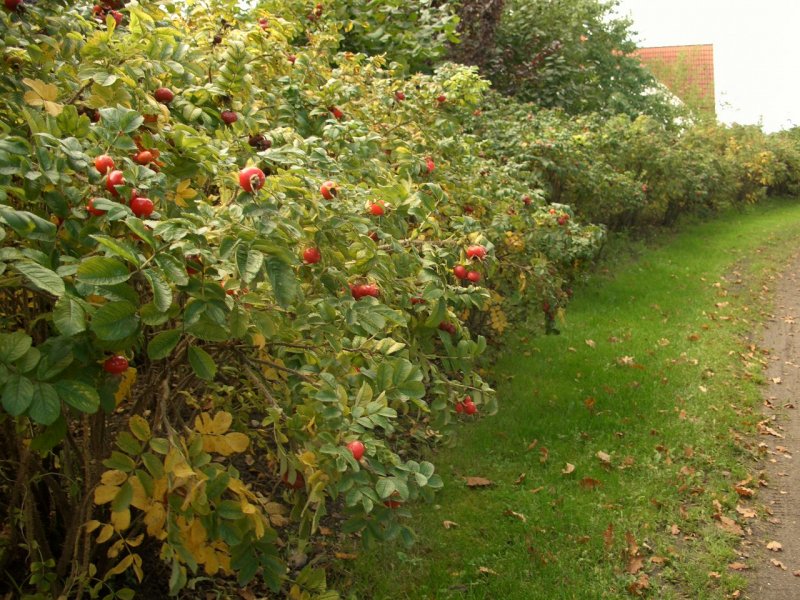 Rosa rugosa для живой изгороди
