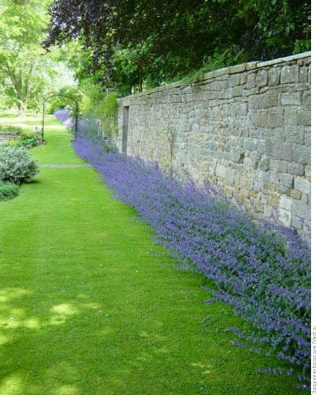 Котовник Фассена (Nepeta faassenii `Six Hills giant`)