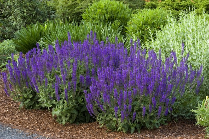 Котовник Фассена уолкерс Лоу Nepeta