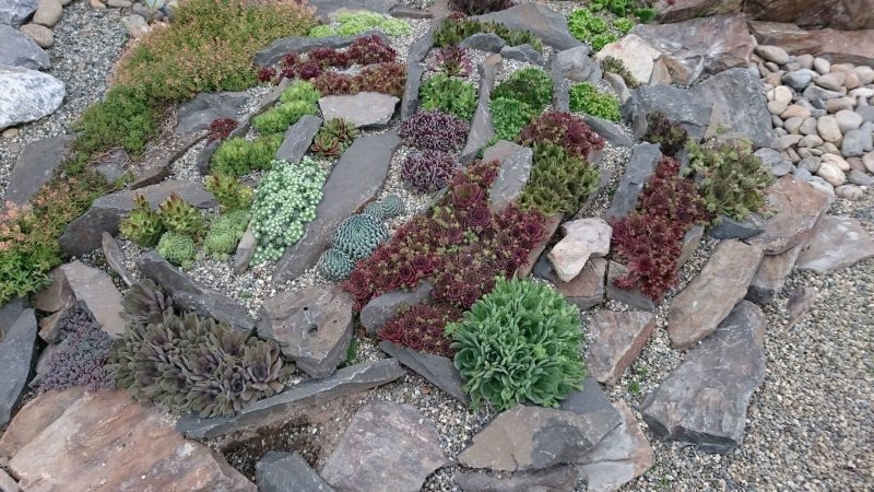 Седум Очиток каменная роза