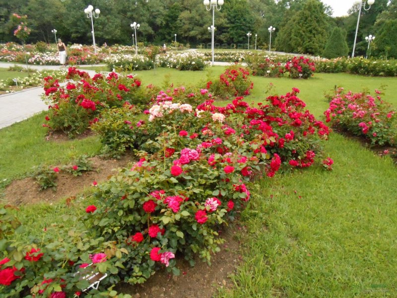 Rosa Park Winnipeg Parks роза Парковая Виннипег Паркс