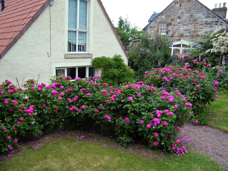 Rose de Rescht в ландшафте