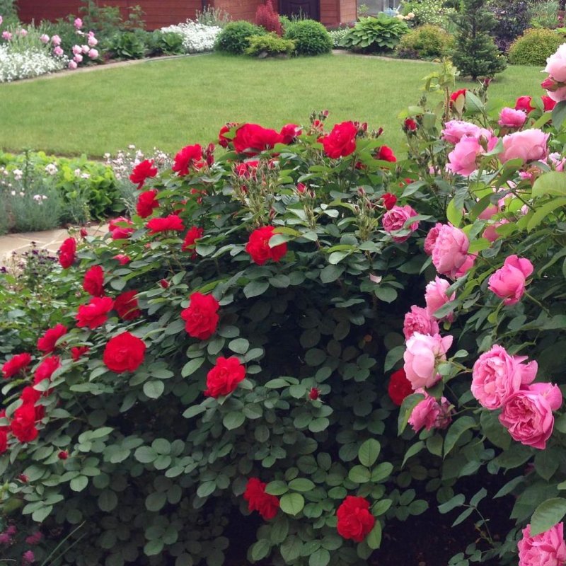 Роза Hansaland (гибрид розы rugosa)