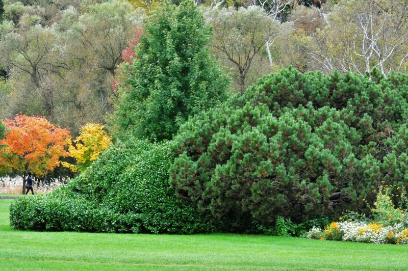 Сосна черная Далмацкая Pinus nigra Dalmatica