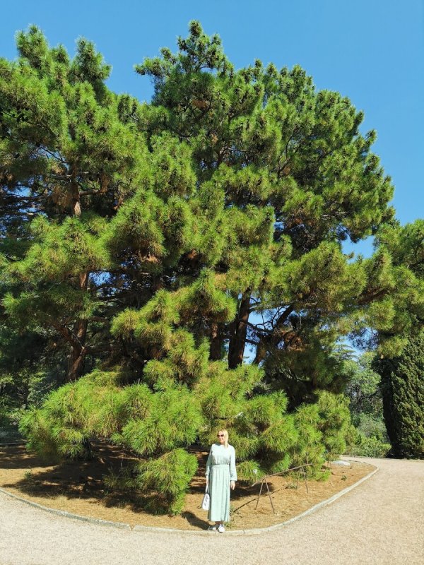 Pinus mugo pumilio