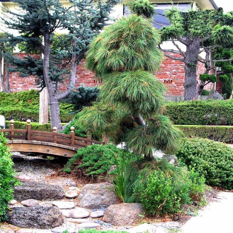 Pinus strobus pendula