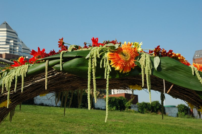 Амарант на клумбе
