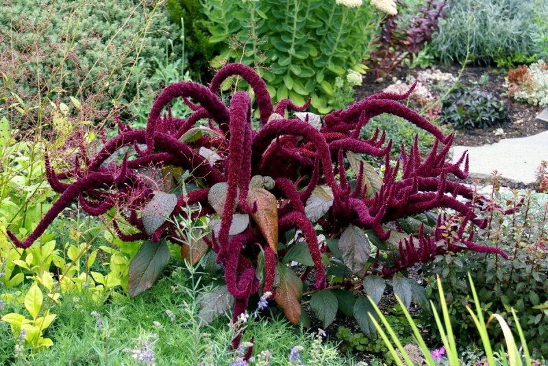 Амарант метельчатый “Oeschberg”