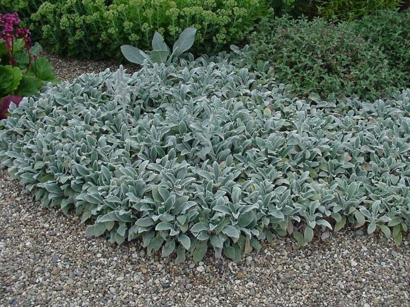 Стахис шерстистый (чистец) "Stachys Lanata"