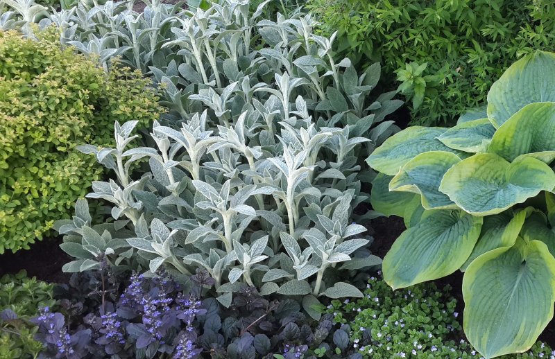 Чистец шерстистый (Stachys Lanata)