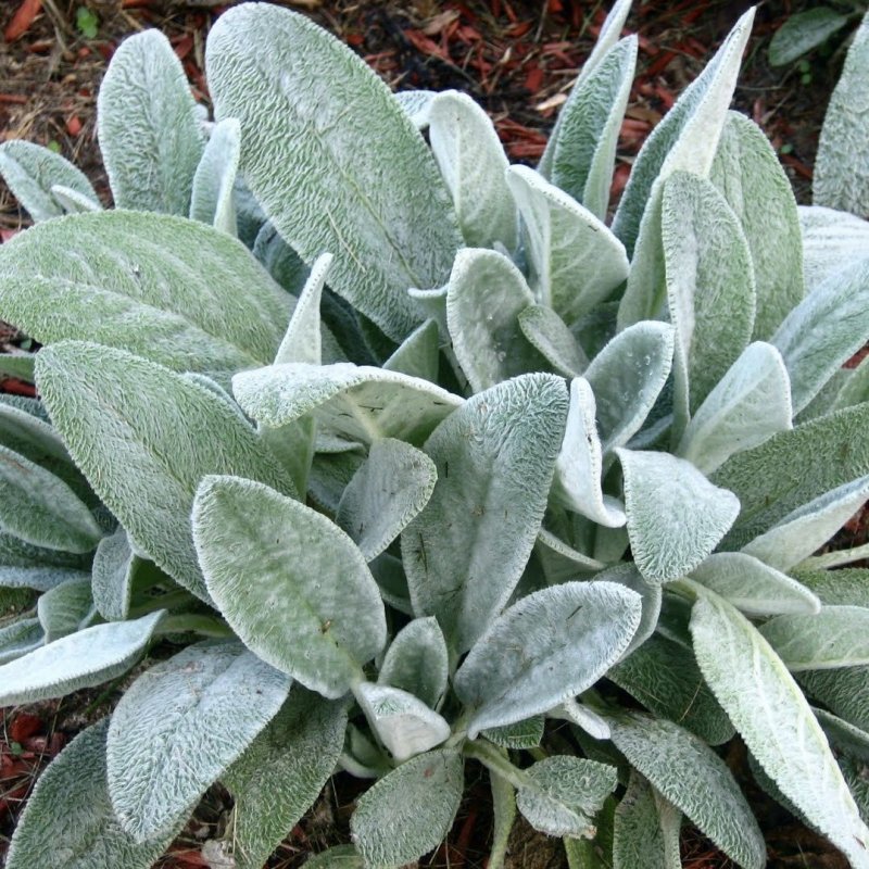 Чистец шерстистый (Stachys Lanata)