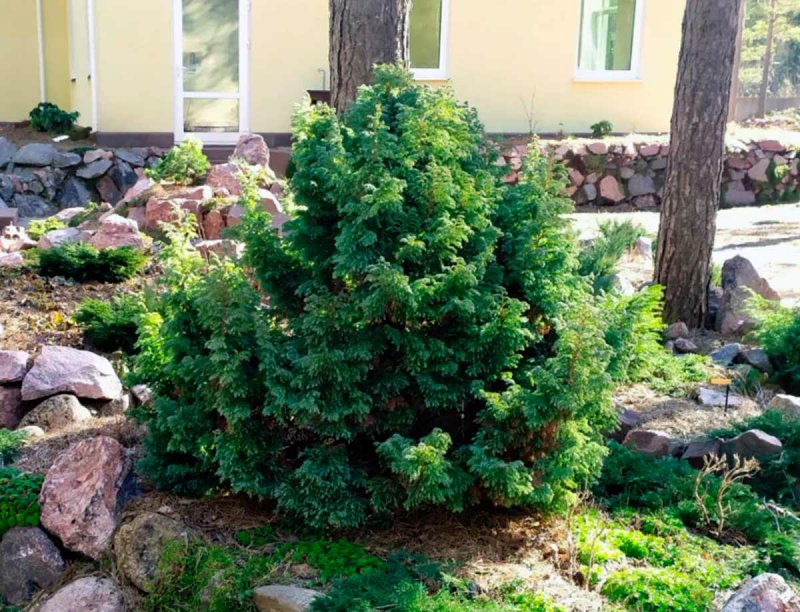 Кипарисовик тупой Лукас