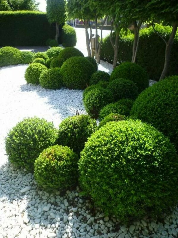 Самшит Buxus