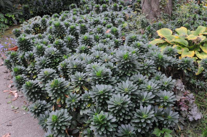 Молочай Гриффита "Дикстер", Euphorbia griffithii "Dixter"
