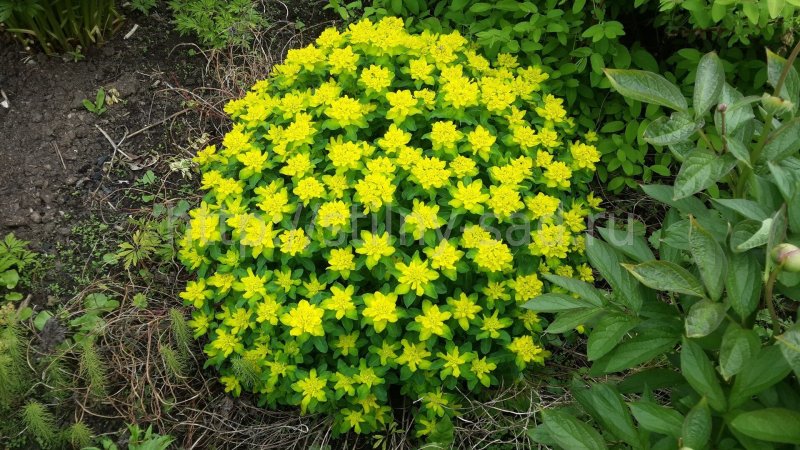 Молочай кипарисовый (Euphоrbia cyparíssias)