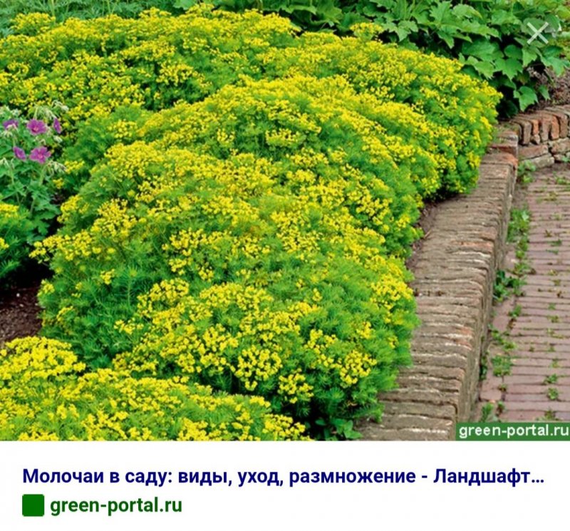 Молочай Килиманджаро эуфорбия