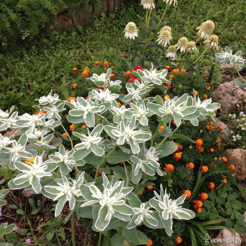 Молочаем многоцветным (Euphorbia polychroma)