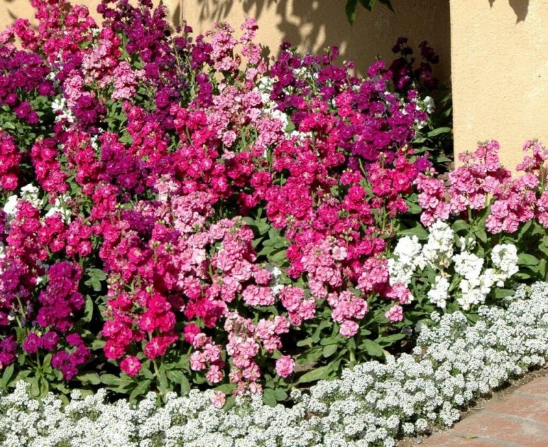 Matthiola incana маттиола Седая