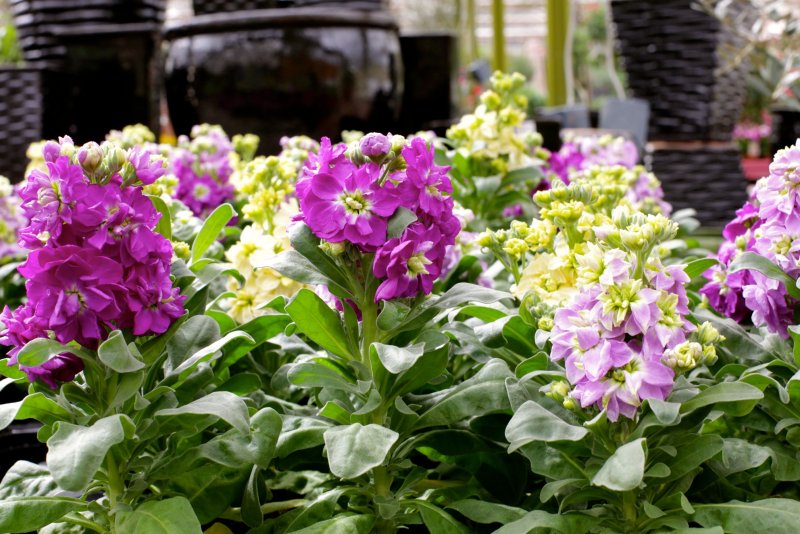 Левкой (Matthiola)